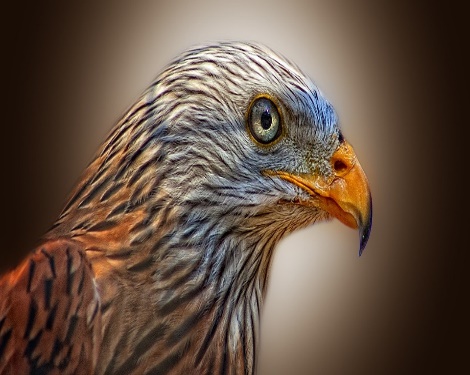 Une image contenant oiseau, oiseau de proie, fixantDescription générée automatiquement